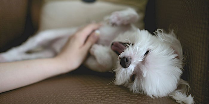 Ellas crearon el Airbnb mexicano para mascotas
