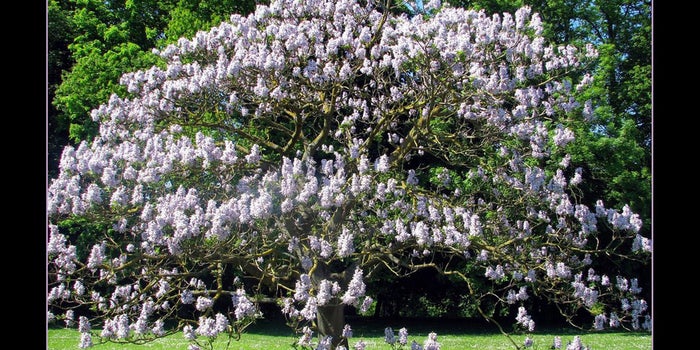 Explotación forestal de la paulownia