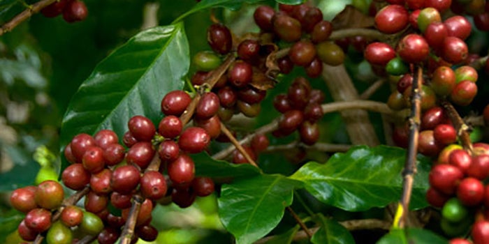 Café orgánico