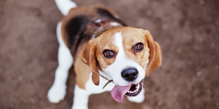 Campamentos para perros