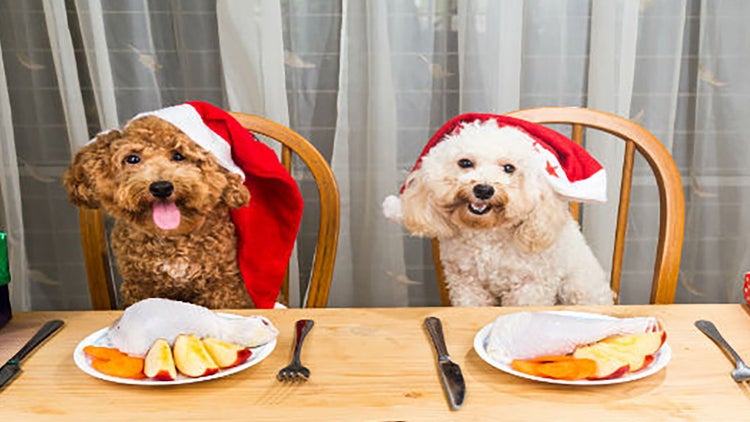 Cenas de fin de año para mascotas