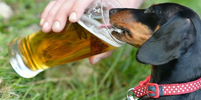 Cerveza sin alcohol para perros