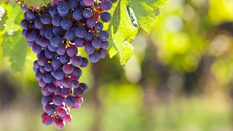 Cremas de vino