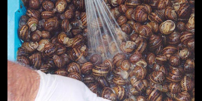 Crianza de caracoles