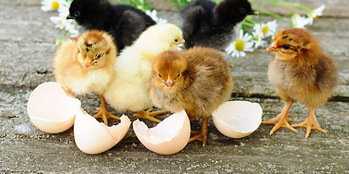 Most New Business Ideas Hatching for 6 or More Months