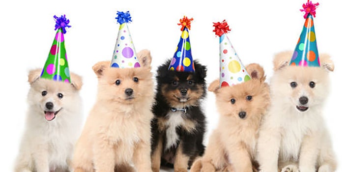 ¡Abre un negocio de fiestas para mascotas!