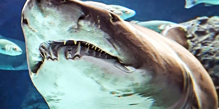 How to Kick Fear in the Teeth
