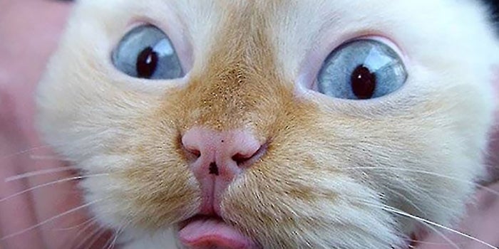 How You Can Win at Social Media Right Now (Hint: Silly Cat Pics Don't Cut It)