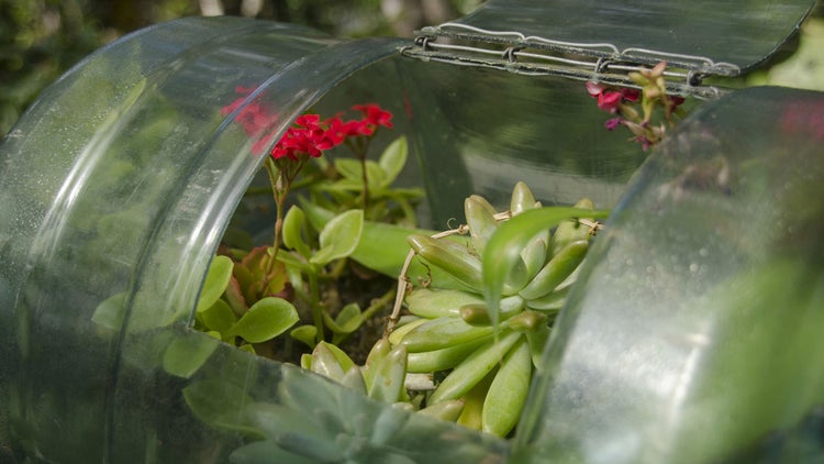Jardines miniatura en botellas