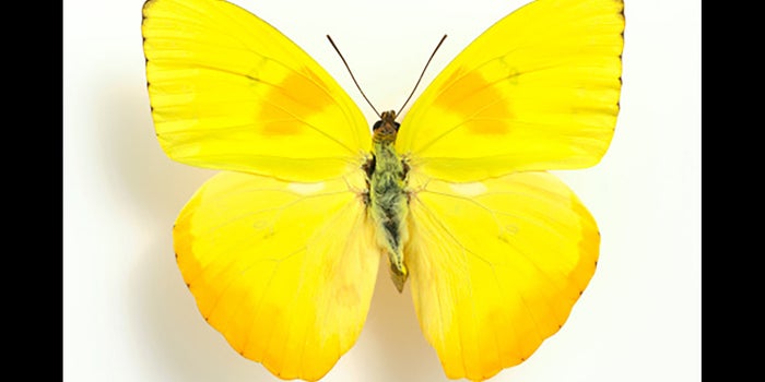 Mariposas para fiestas