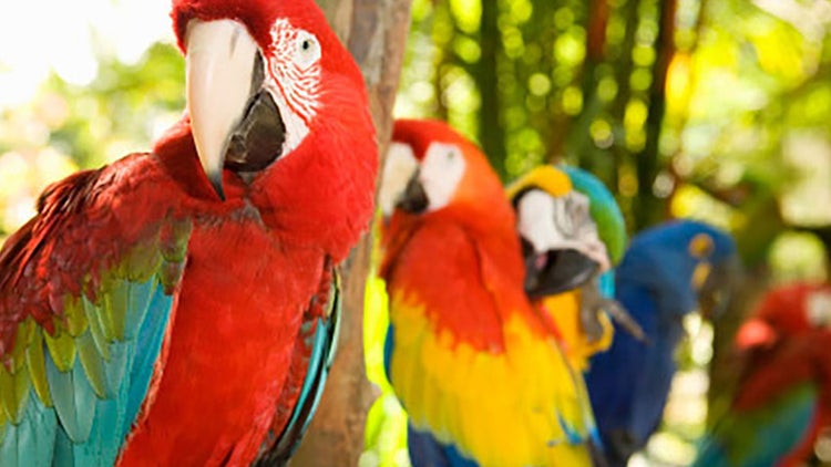 Tienda de mascotas exóticas