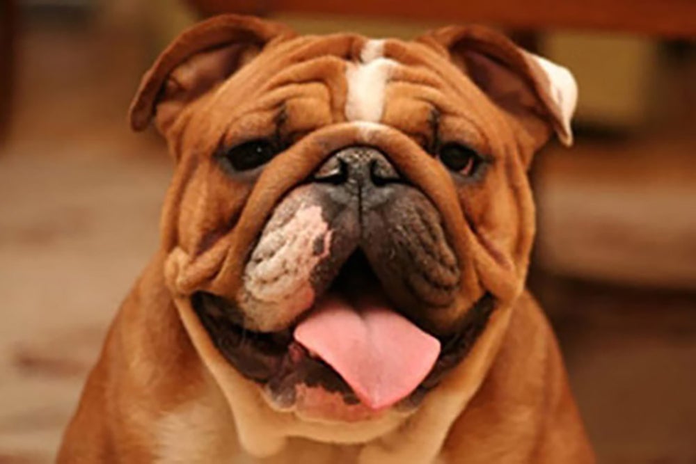 Day #1: Woof! Best Pet Gifts Under $50
