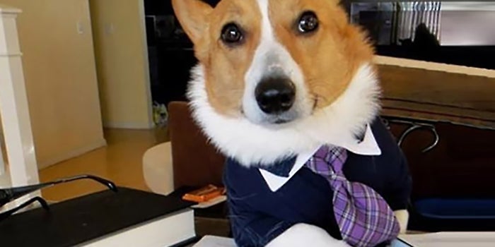 Not Top Dog? 4 Ways to Project a Bigger Brand