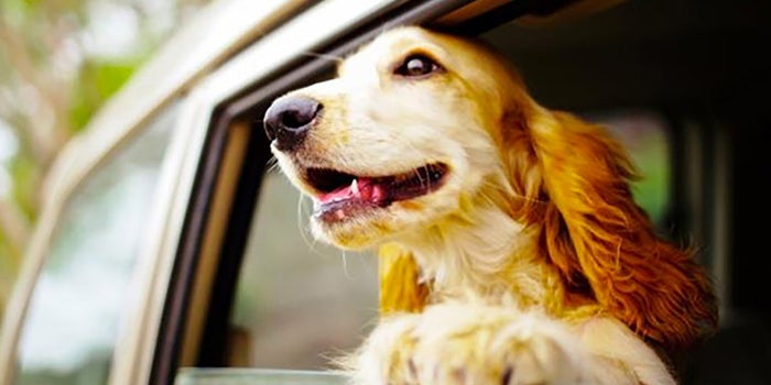 Servicio de transporte para mascotas