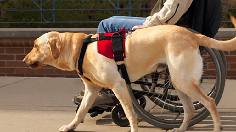 Perros de asistencia para discapacitados