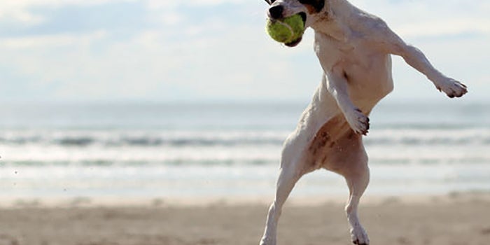 Pensión para mascotas en la playa