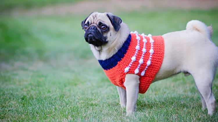 Ropa para mascotas