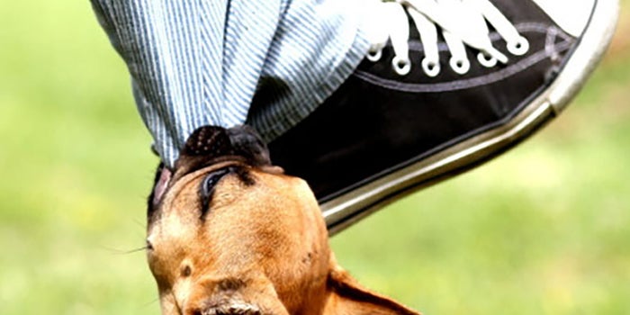 Seguros contra ataques de animales