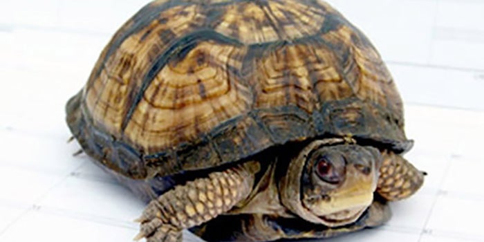 What's Ahead for Franchising in 2013: Slow and Steady Toward Recovery