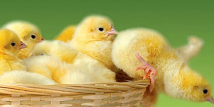 Can Start-Up Incubators Really Help You?
