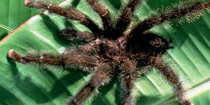 Criadero de tarántulas