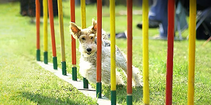Turning Passion Into Profits: An Investment Banker Goes to the Dogs