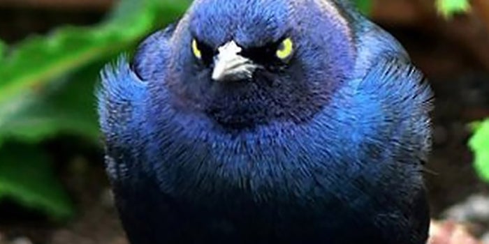 Want to Spread Your Message? An Angry Tweet May Be the Answer