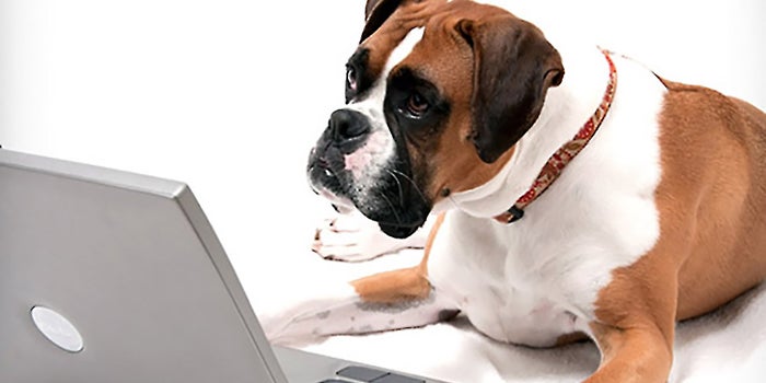 What Dogs Can Teach Us About Working More Effectively