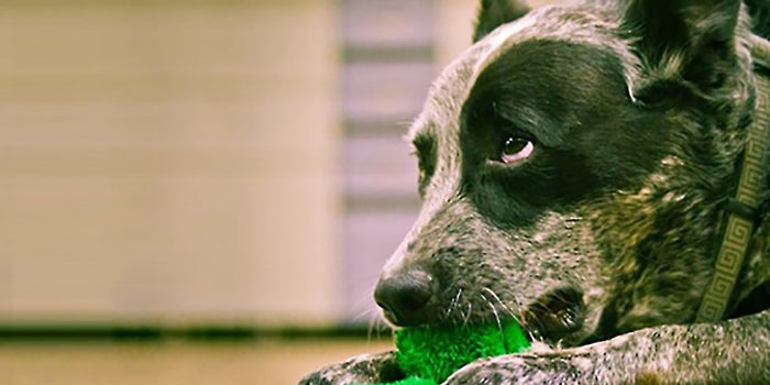 Leave It to the Dogs to Build an International Brand