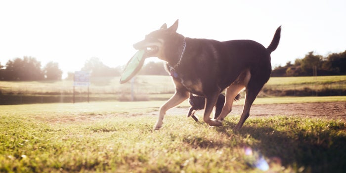Education Is Key In Marketing Hemp Oil And CBD For Pets. Here's Why.