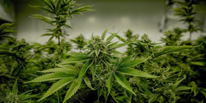 You Can't Succeed in the Cannabis Business Without Reliable Business Intelligence