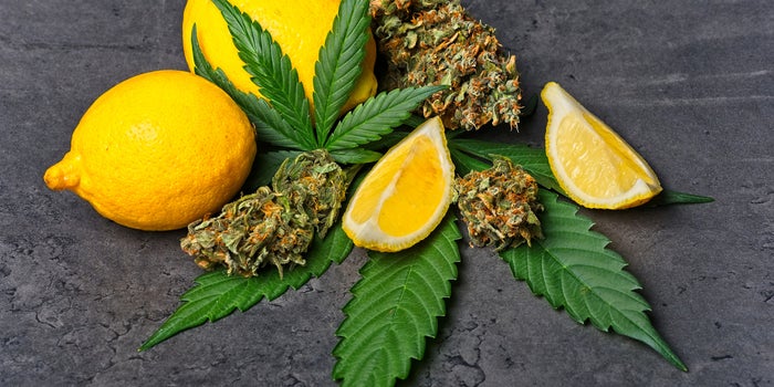 This Is Your Brain On Terpenes