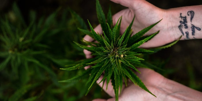 5 Lessons Learned In 5 Years Of Cannabis Legalization