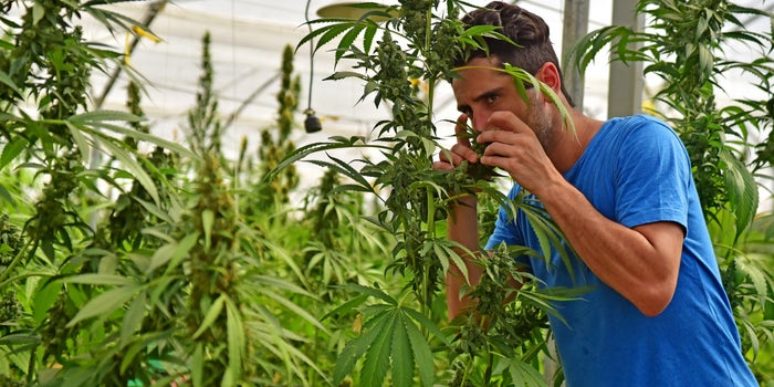 Free Webinar | July 15: The 5 Best Ways To Brand Yourself In the Cannabis Space