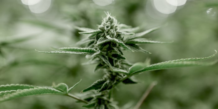 76 Percent Of Consumers Support Expungement Of Felony Records For Cannabis Offenses