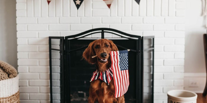 Can CBD Protect Your Dog Against Fireworks Anxiety?