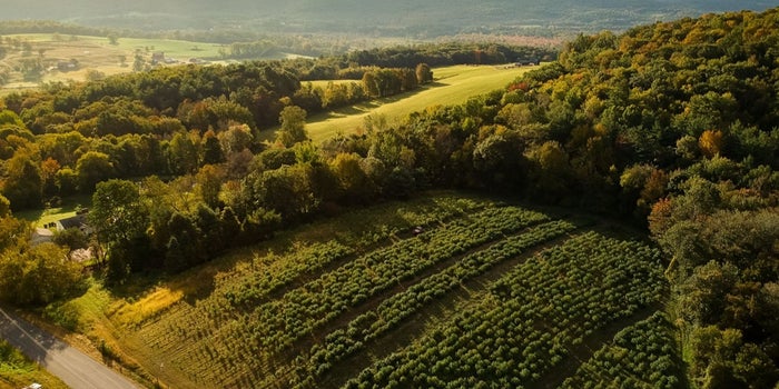 Will The Hemp Industry Revive New York's Economy?