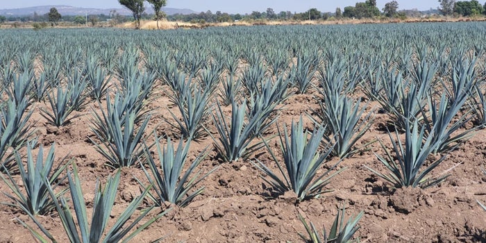 Apuesta por el negocio del agave