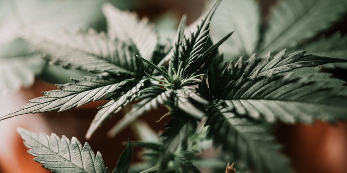 The Hottest Cannabis Brands Of The Week (7/18-7/23)