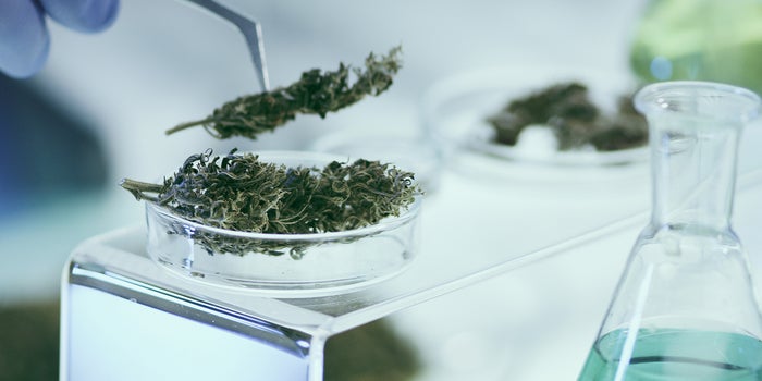 Why The Cannabis Industry Needs Accessible Research - Q&A with Maha Haq