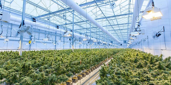 An 'Inconvenient Truth' About Indoor Growing