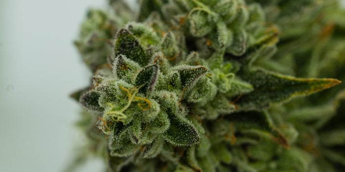The Hottest Cannabis Brands Of The Week (7/24-7/31)
