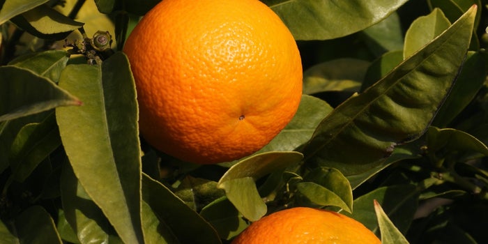 Esta historia sobre naranjas te ayudará a triunfar en tu carrera