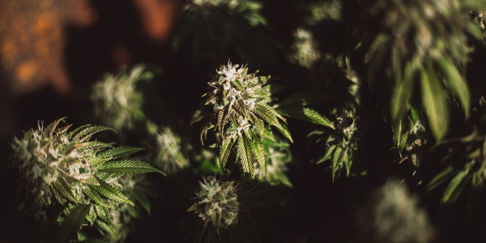 Top 3 Decisions of Successful Cannabis Start-Ups