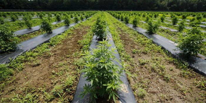 USDA Organic Is 'Hard Work'—Q&A with Christopher Visser of Cannabidiol Life
