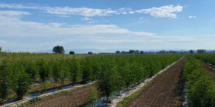 Why Tuscany Produces Top Quality Hemp for CBD