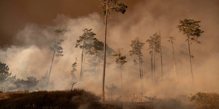 California Wildfires Claim Several Marijuana Farms, Threatening Growers With Financial Losses