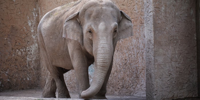 This Elephant Takes CBD To Treat Her Depression