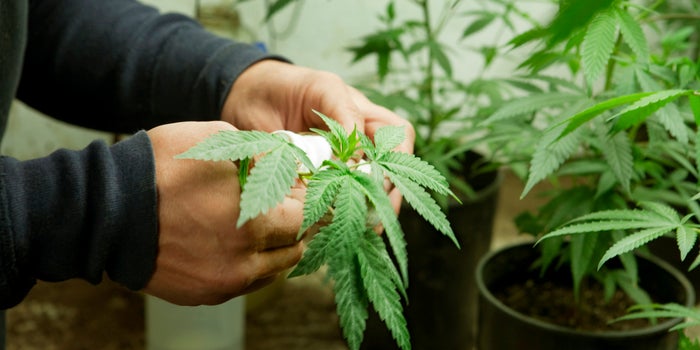 If You're Growing Pot At Home, These Are The Growing Systems You Need Most