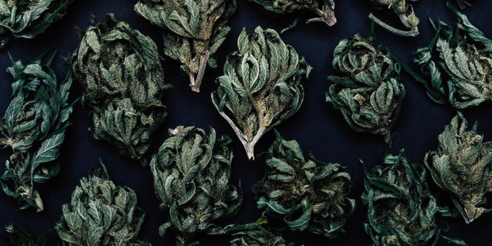 Cannabis Equity Programs Often Fail, But We Can Fix Them